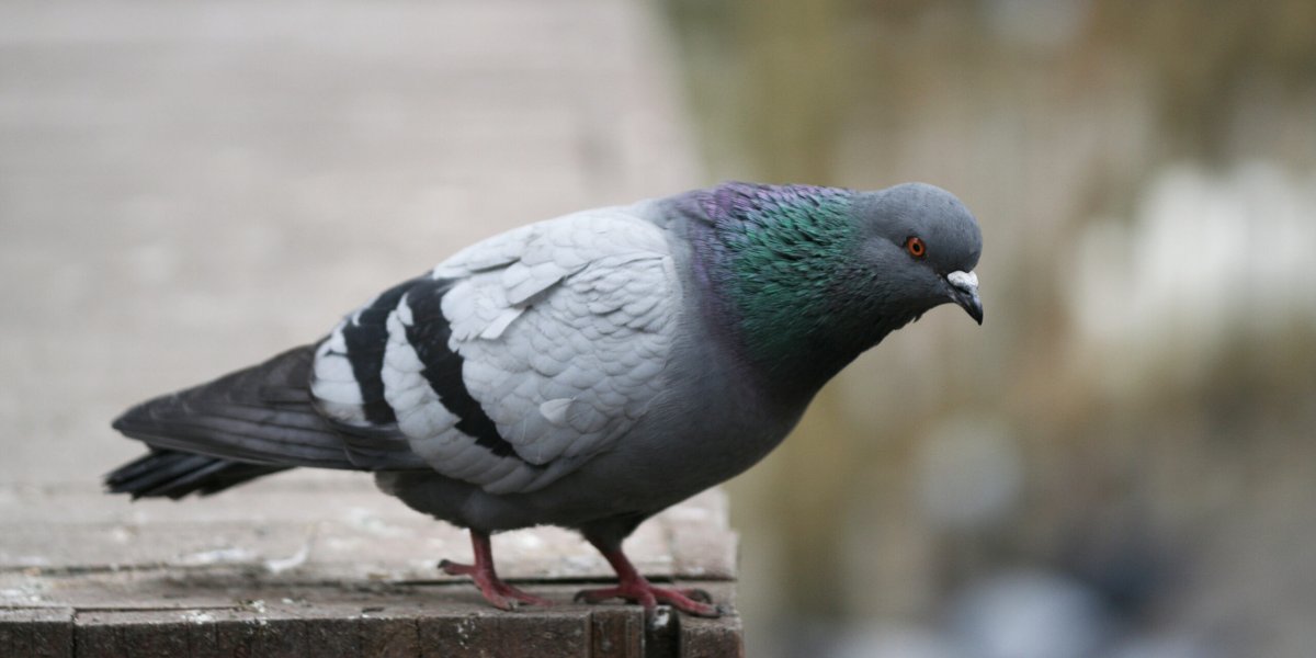 Ресторан в Мадриде пойман на страшном обмане: уличных голубей подавали вместо утки Ресторан в Мадриде пойман на страшном обмане: уличных голубей подавали вместо утки